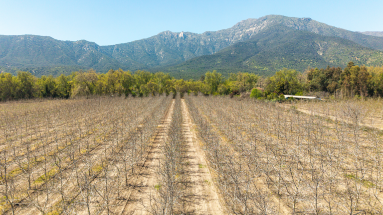 Arboleda de Pirque 1